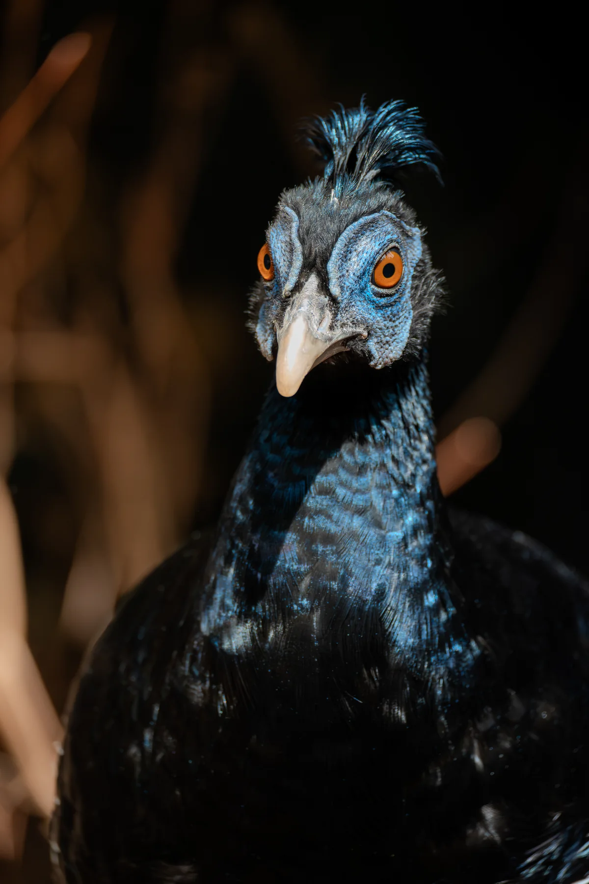 Crested fireback photographed by the GGBBA community
