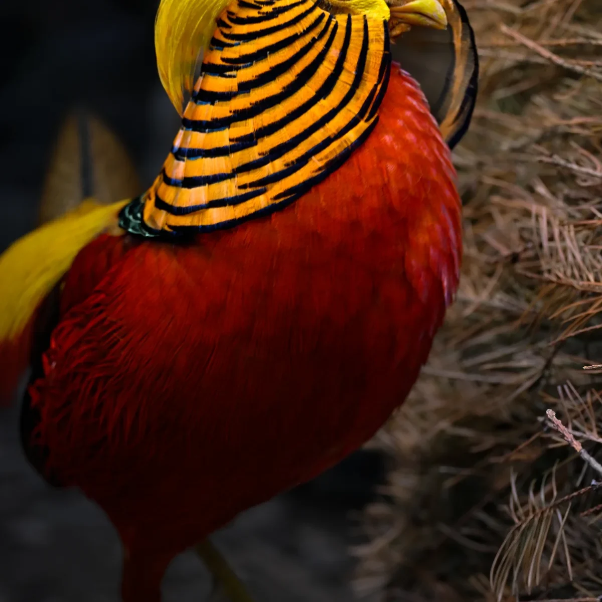 Golden pheasant photographed by the GGBBA community