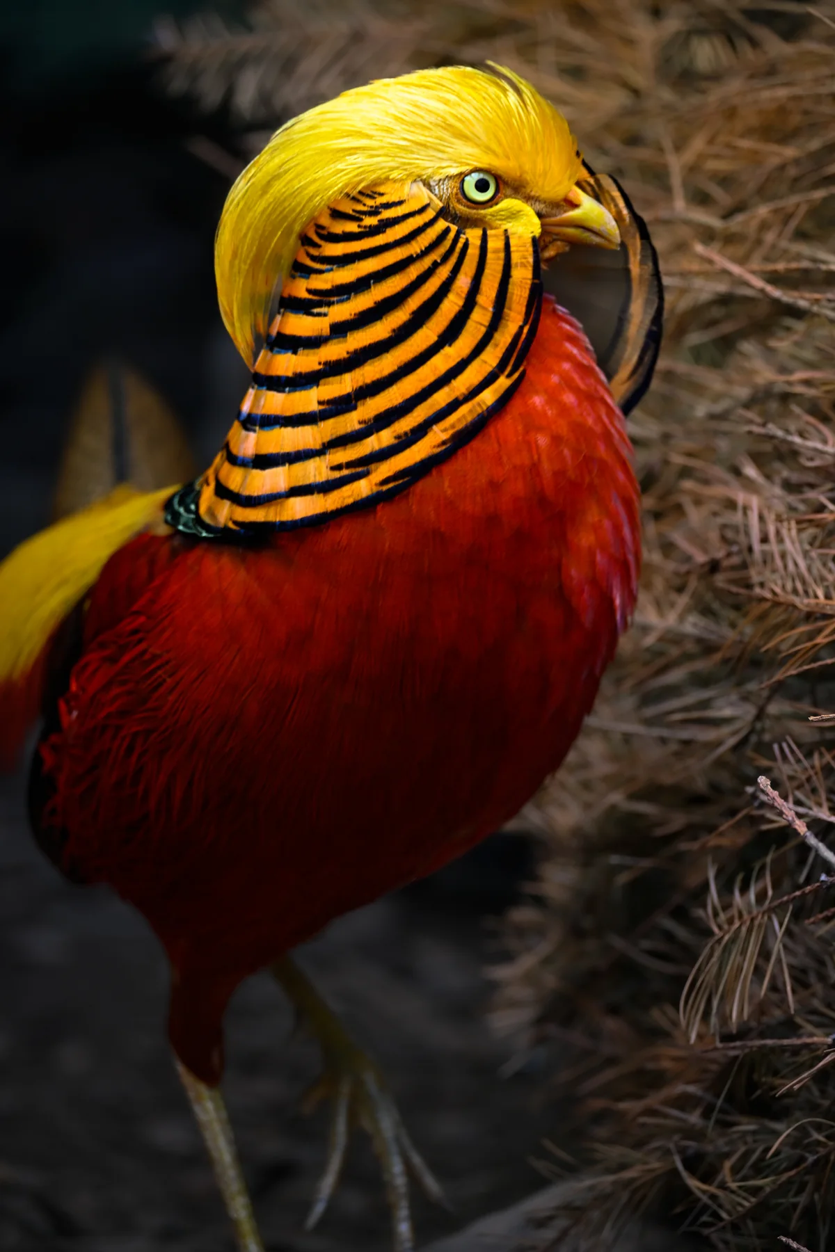 Golden pheasant photographed by the GGBBA community