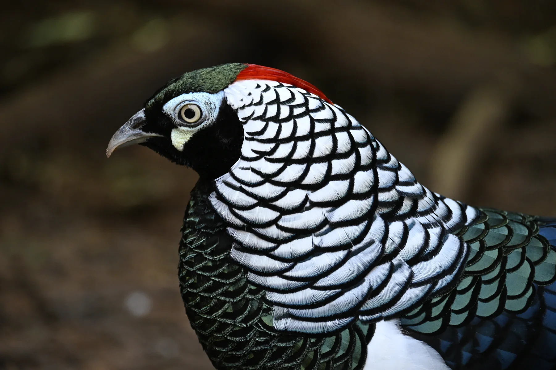 Lady Amherst's pheasant photographed by the GGBBA community