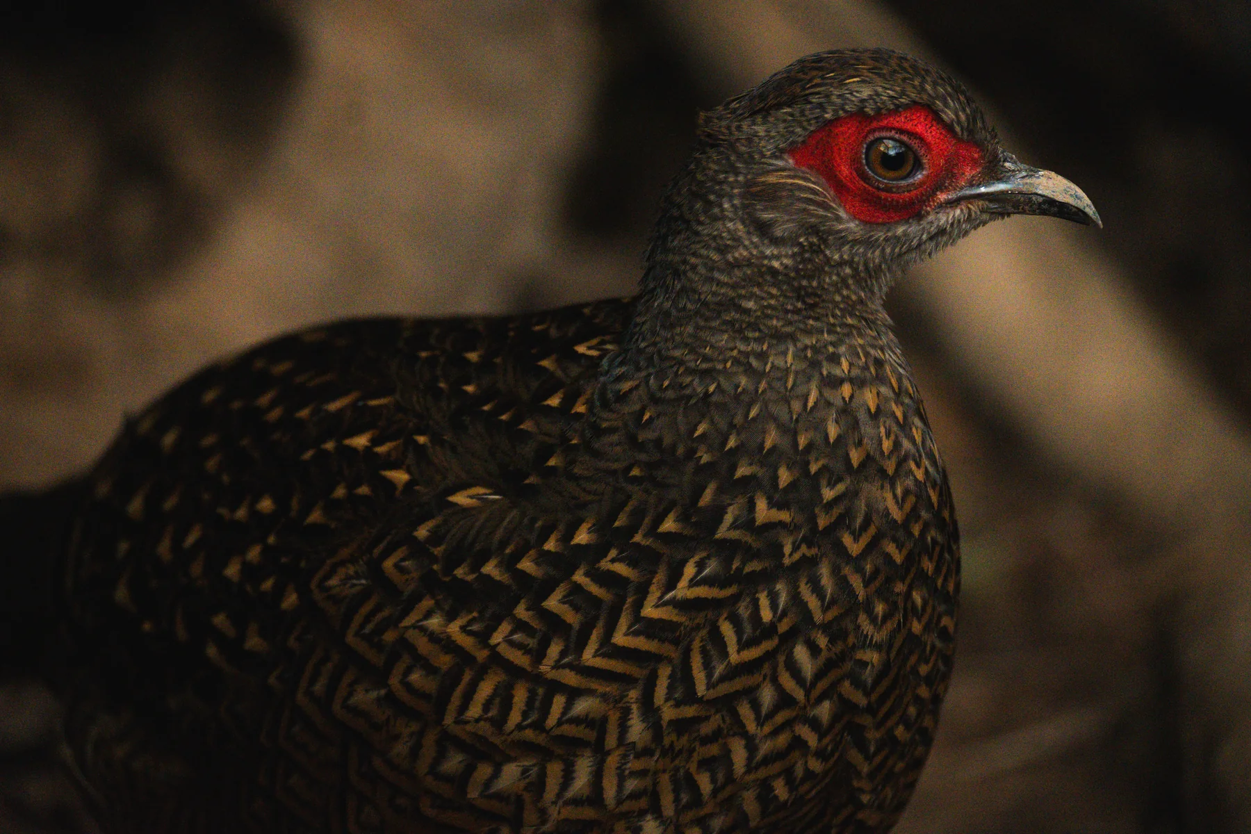 Swinhoe's pheasant hen photographed by the GGBBA community