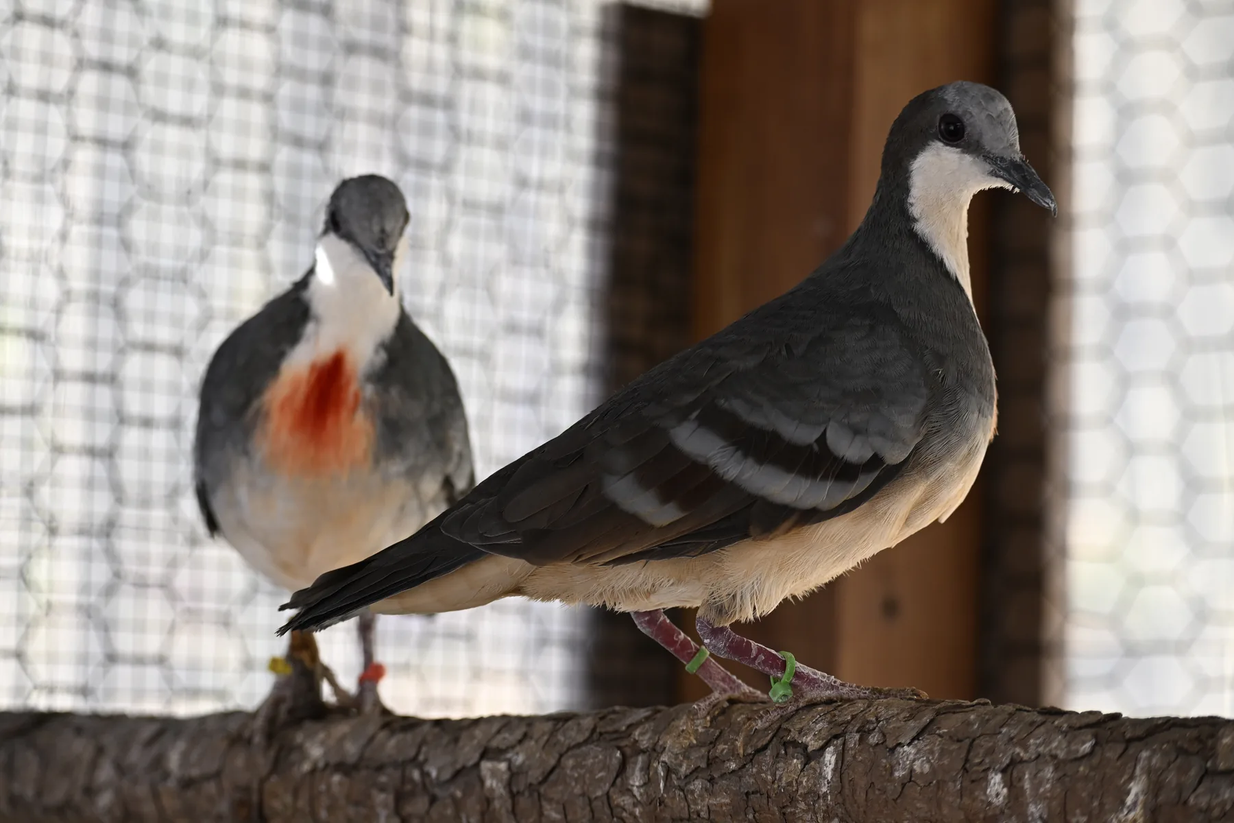 Birds photographed in an aviculture setting from the GGBBA image library