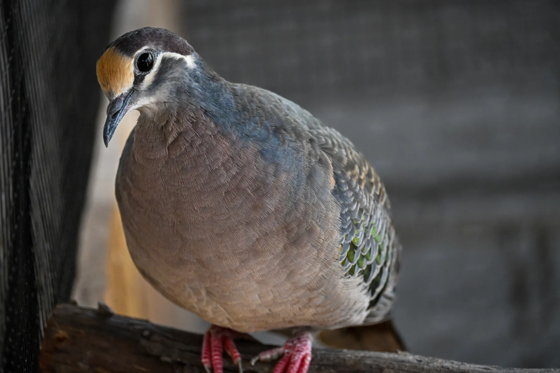 Bird portrait photographed in the GGBBA image library